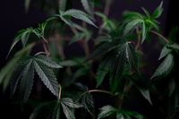 ¿Cuándo nos pueden condenar por un delito penal por el cultivo de marihuana en un domicilio particular?